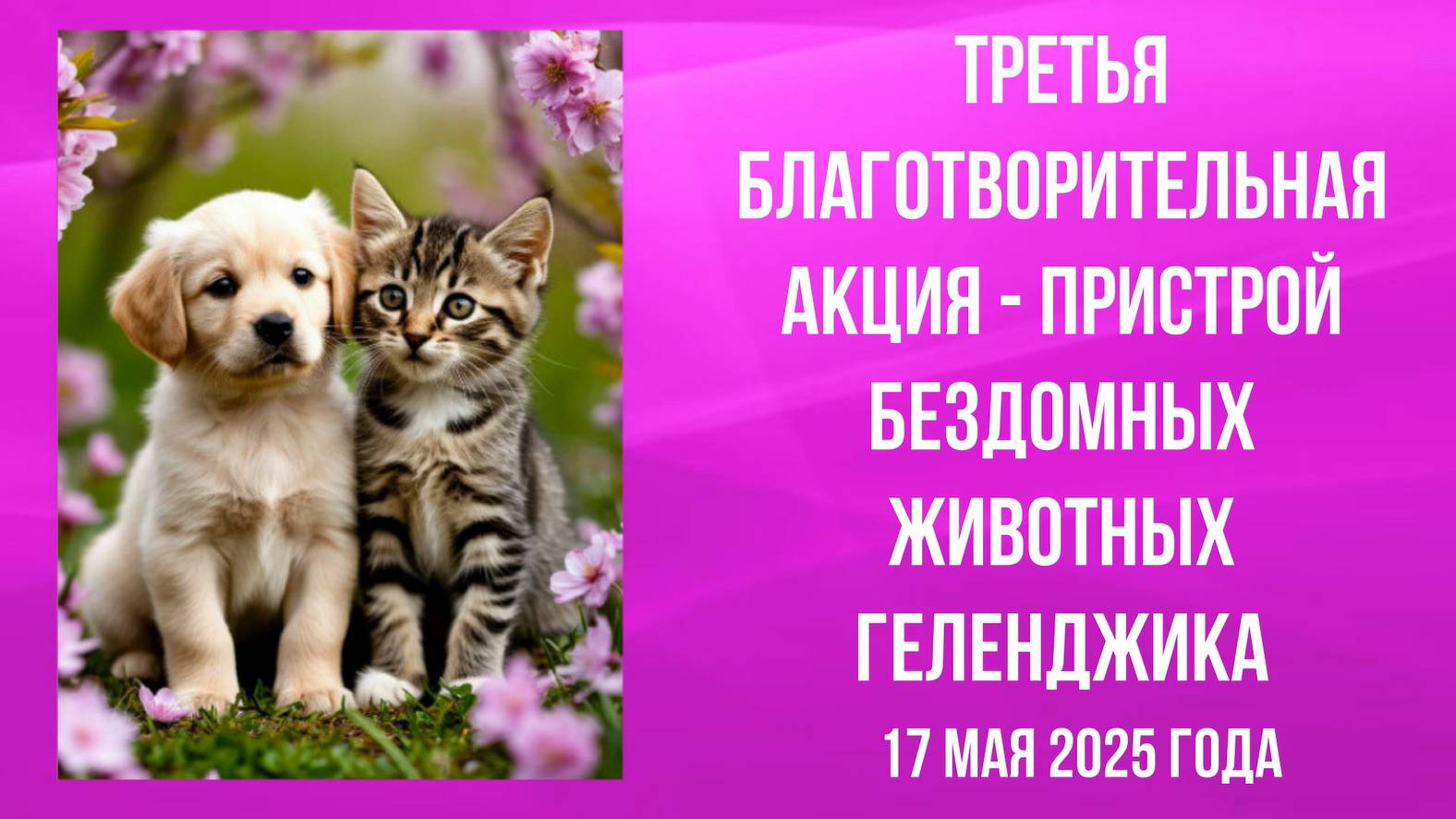 Геленджик, 17 мая 2025 года, третья благотворительная акция-пристрой бездомных животных
