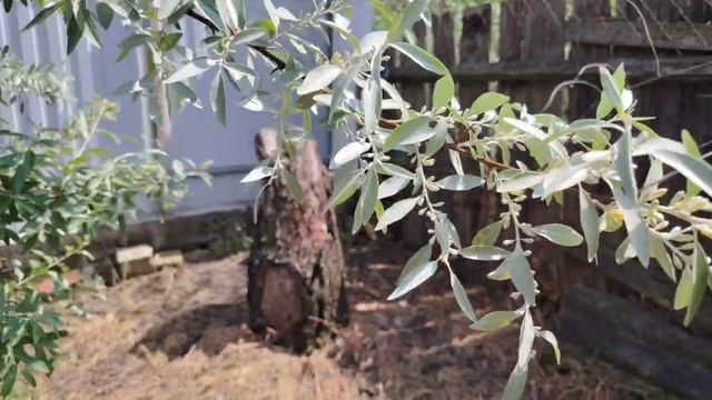 Джида в Ростовской области