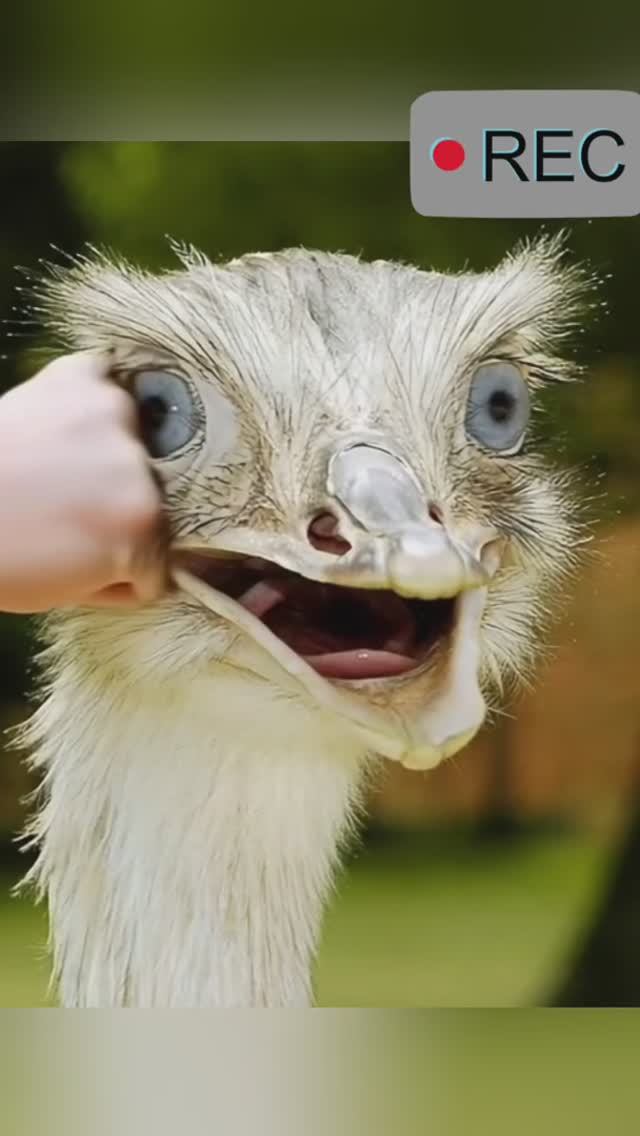 bo bo