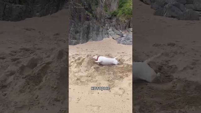 Где тут подраться и обнимашки. Бультерьер