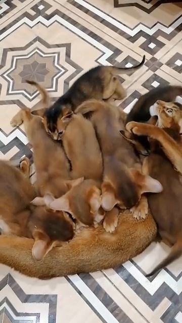 44 котенка