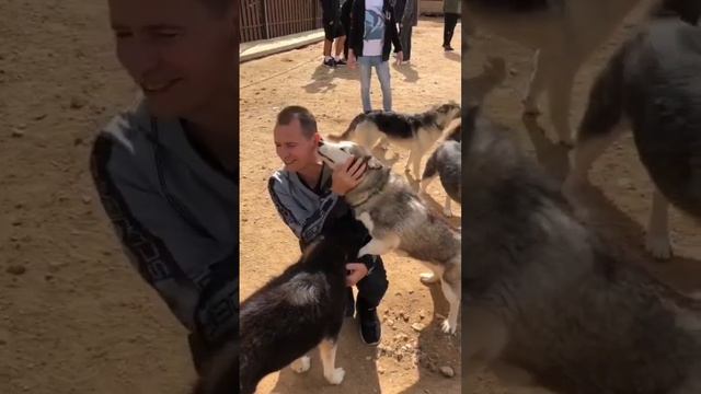 деревня хаски