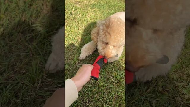 Дома спит, а на даче бесится #пуделькапуч #пудель #poodle #m