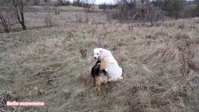 Maremma walks with friends.Маремма на прогулке с друзьями.
