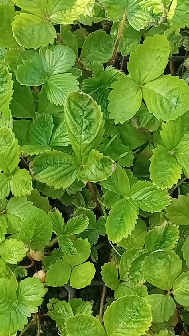 Высадка рассады мелкоплодной земляники в открытый грунт