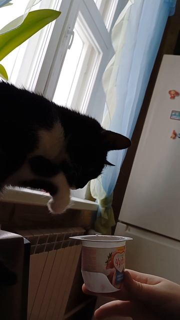 Как правильно кушать йогурт #зож #еда #котики