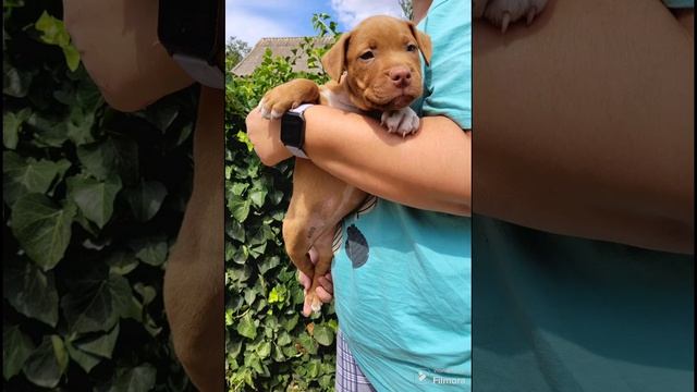 Щенки питбуля!Есть свободные щенки! #apbt #pitbull #питбуль #?