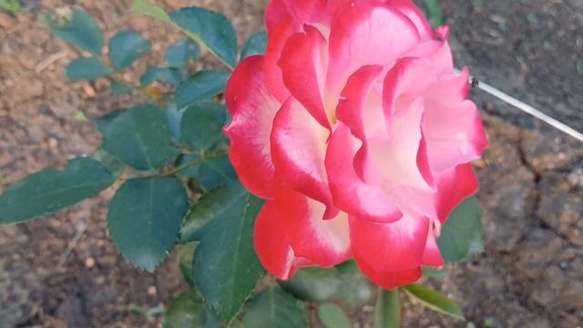 20240702_202431 (online-video-cutter.com)