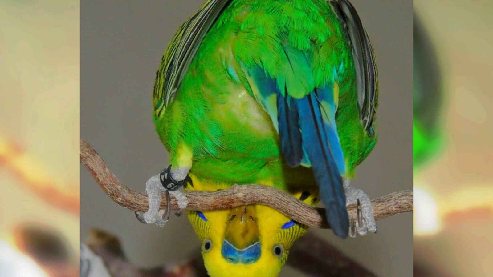 КАКИЕ МИЛЫЕ И ЗАБАВНЫЕ