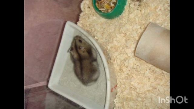 Урок 2 Как приучить хомячка к лотку😀🐹