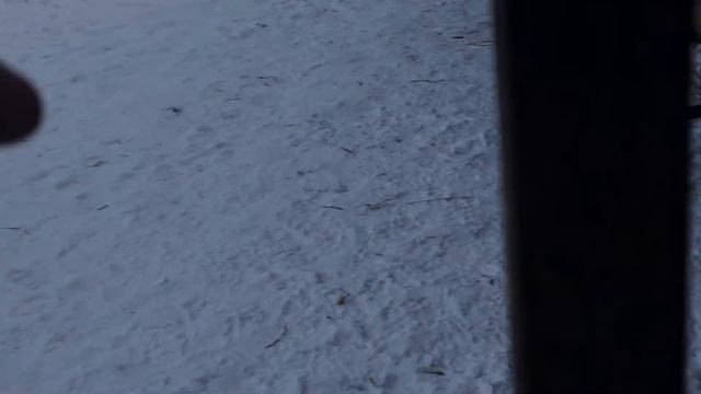 Щенки ушли из дома