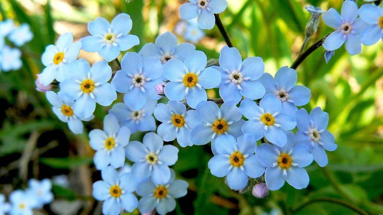 2025-05-22 Незабудки на нашем дачном участке.  Удивительное растение!