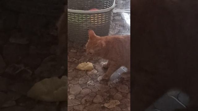луна утащила картошку с моей чашки)))