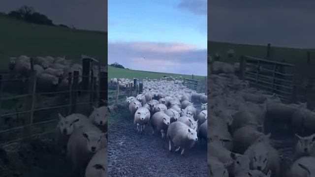 1000059983.mp4