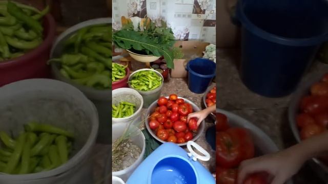Засолка помидор. быстрый и вкусный способ.