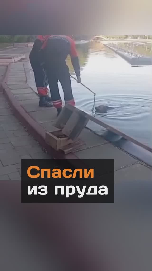 Спасли песика из пруда