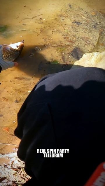 ДА ТЫ КТО ТАКОЙ 🤣🔥🎣

Че за форель этот карась💪