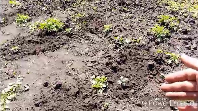 Ямы на огороде / Провозилась с арбузами и день быстро пролетел.