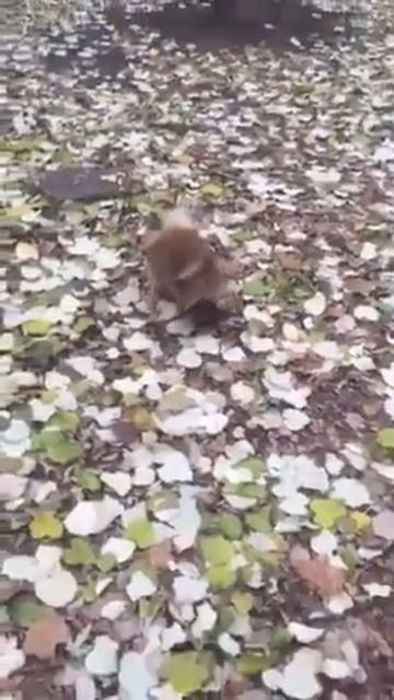 Шпиц писает на передних лапах