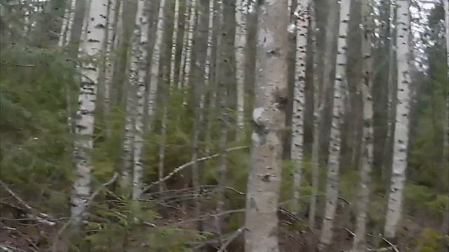 Охота на зайца беляка с эстонской гончей (2года). Добор