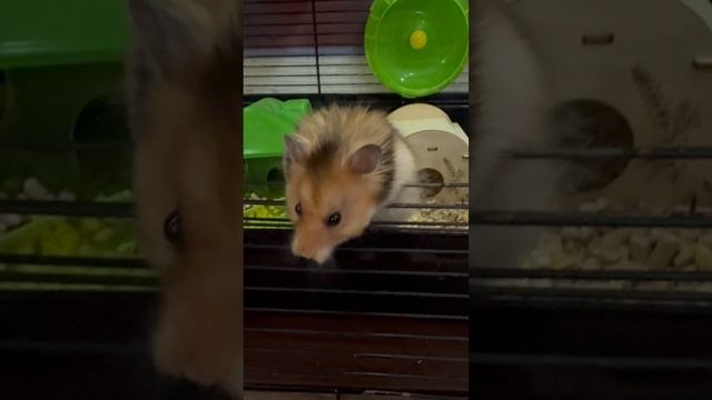 Общительные хомячки