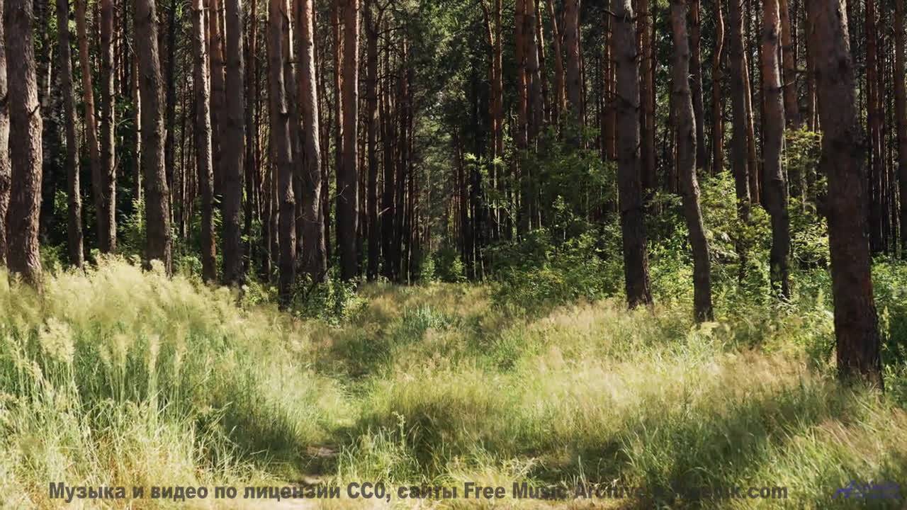 Эта мелодия - как шёпот любимого на рассвете... - Calf Love (ID 754) -- Lobo Loco -- DREAM OF LIGHTN