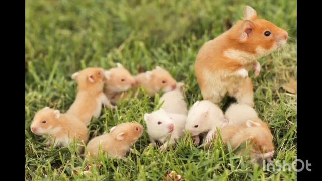 Урок 7.Беременность, роды хомячков. Основные моменты🐹🐹🐹