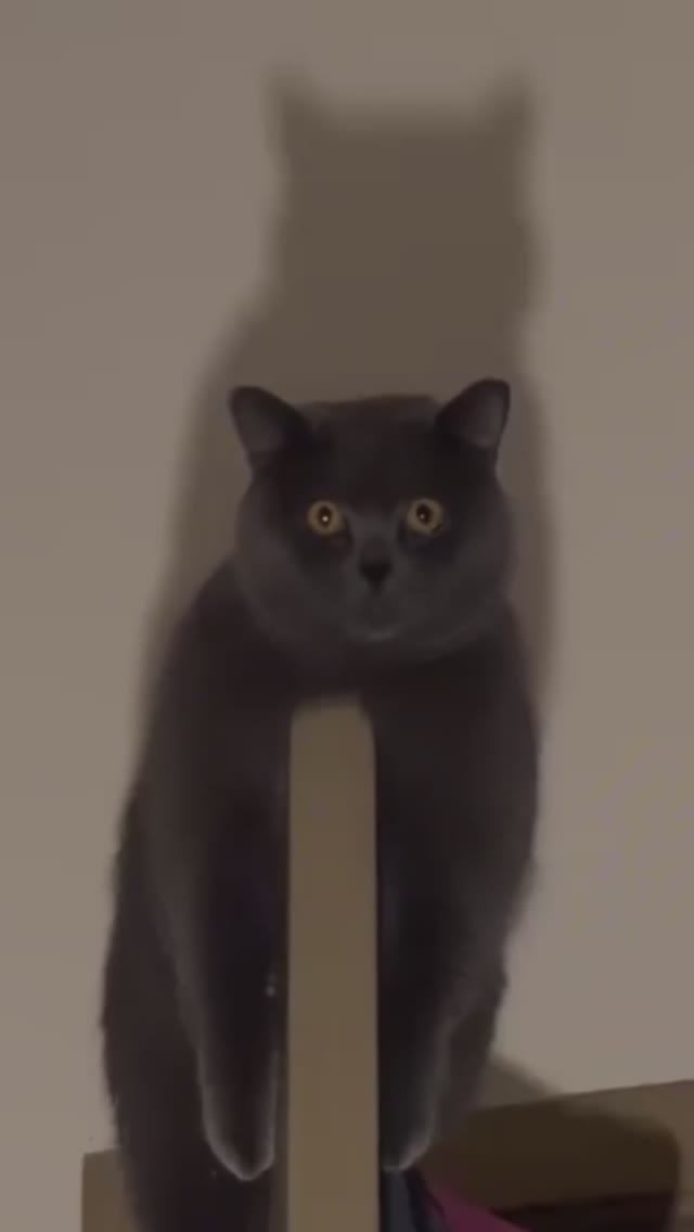Пушистые ужасы 😱