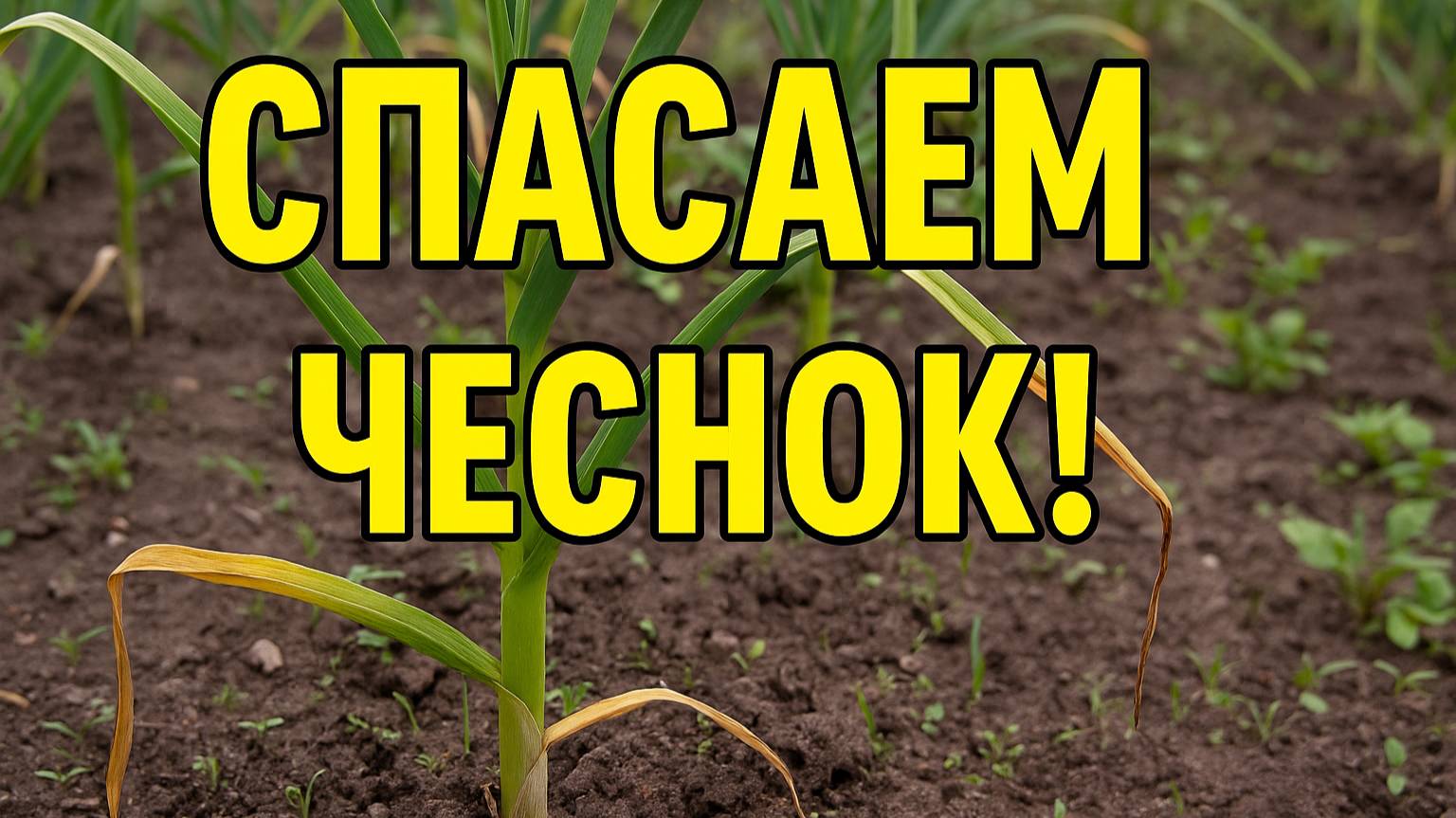 Желтеют листья чеснока? Это работает мгновенно!