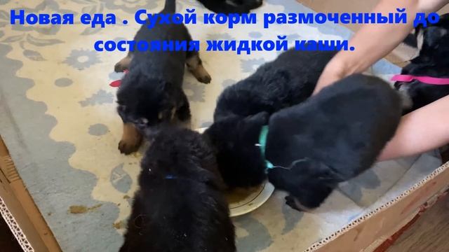 Новая Еда | Жизнь Маленьких Овчарят  | Стелла Немецкая ?