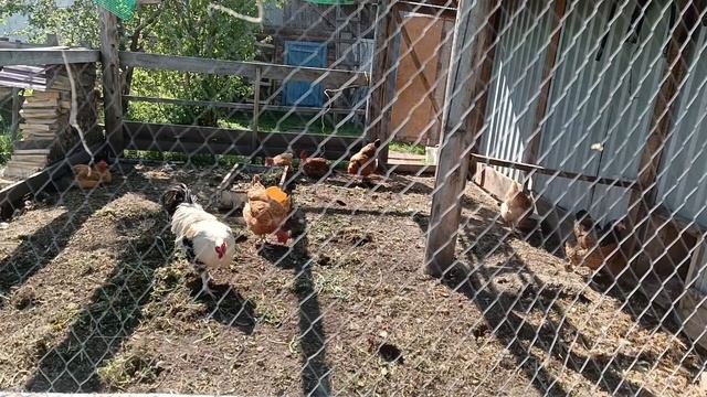 В деревне больничный не повод лежать.Весна - горячая пора.Жизнь в деревне.