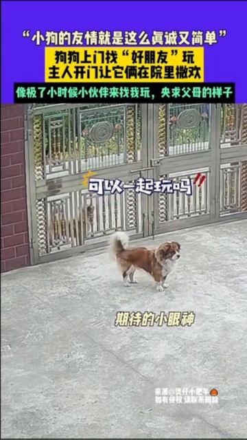🐕 Трогательная дружба двух щенков в Китае