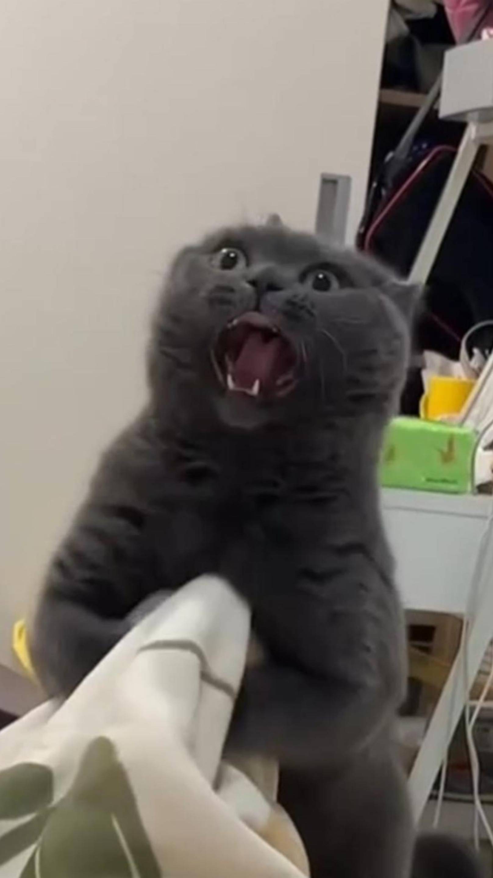 Пяточка МОЯ! 😽 Наконец-то свершилось! 🙀 #cat #озвучка #юмор