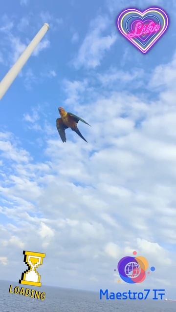 💻 В плавание с попугаем 🦜
