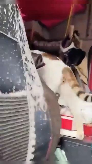 Коты-дальнобойщики😜