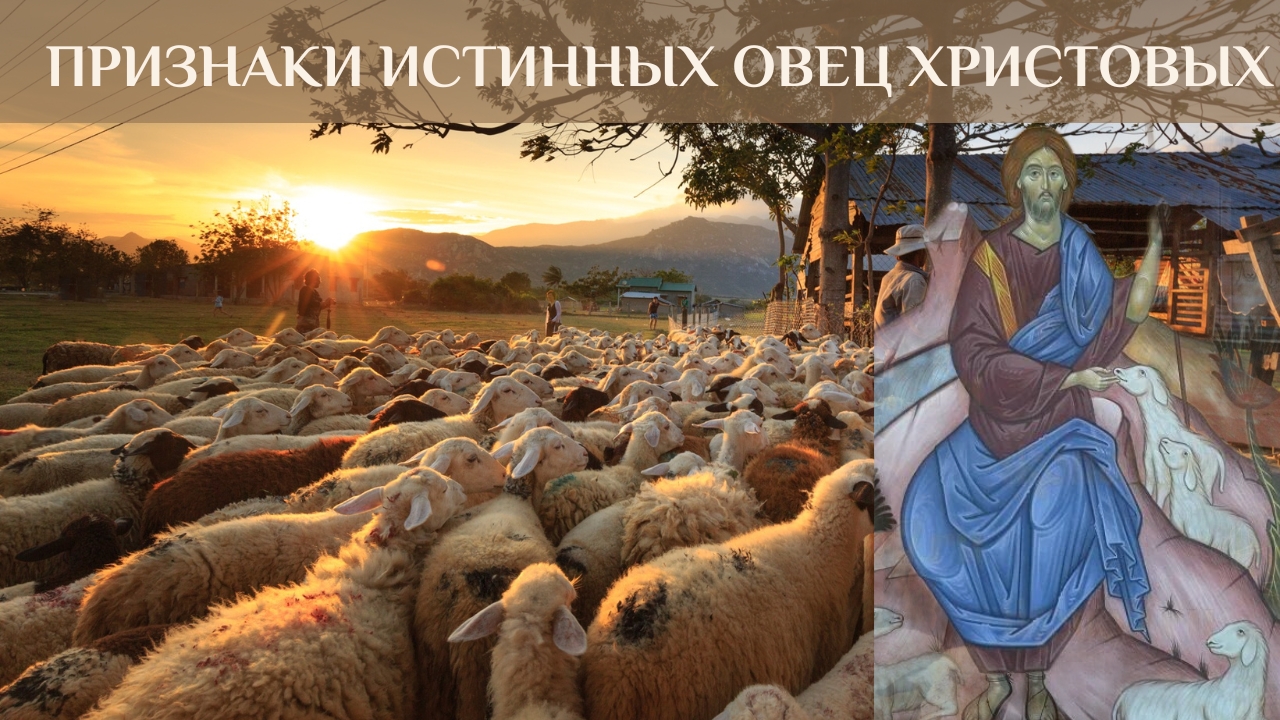 Признаки истинных овец Христовых