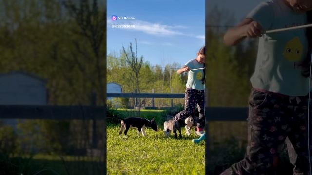 Смешные щеночки мини бультерьера!
