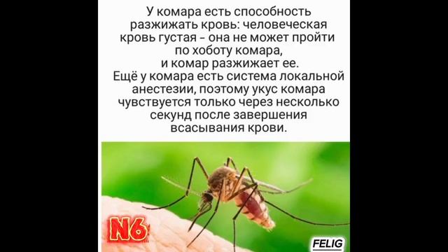 ТОП 10 ФАКТОВ.
 КОМАР