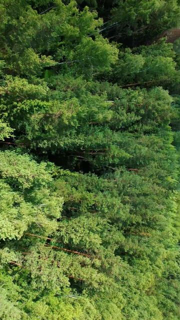 Хвоя Forest Club