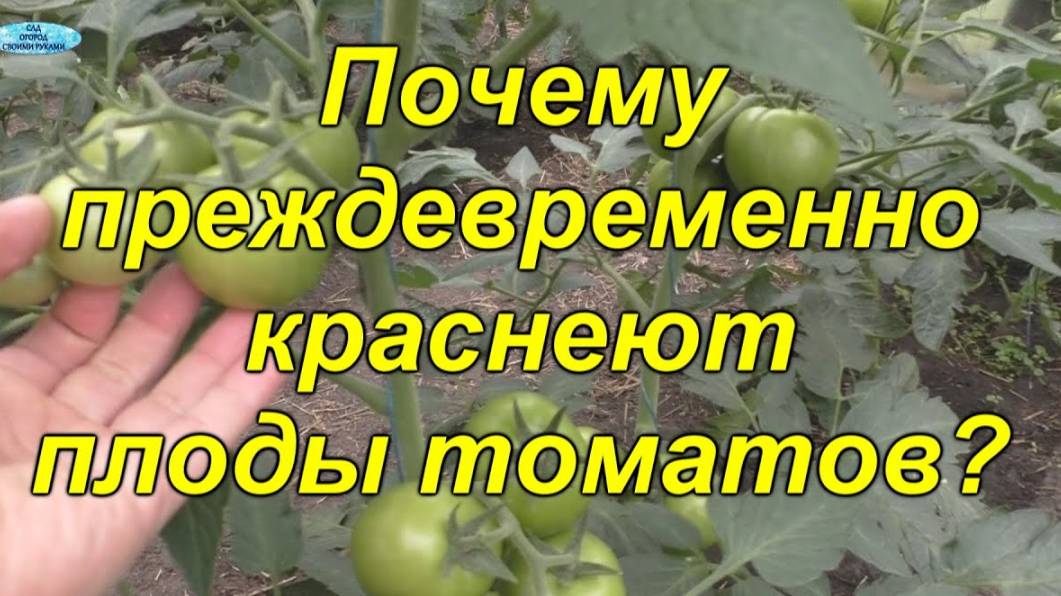 🌿 Секреты выращивания: как избежать раннего покраснения томатов 🍅