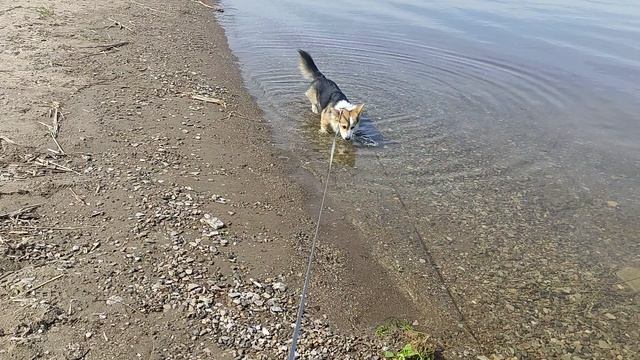Водичка тепленькая, идем купаться с утками ррафф