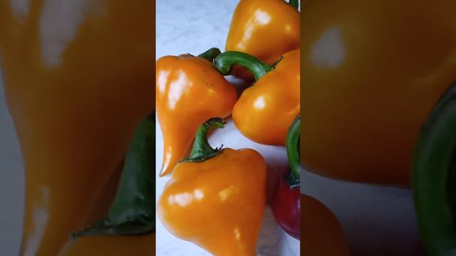 перець солодкий Леся жовта і Леся червона#sweet pepper Lesya