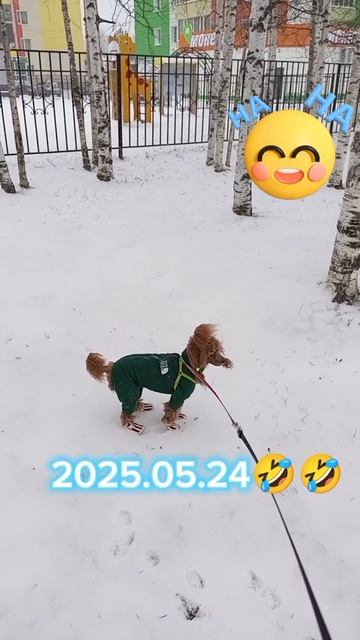 25 мая весна на севере, а мы наивно ждали когда на деревьях листочки появятся #Nika.poodle