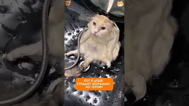 🤣

Мокрая драма_ котики моются, как герои