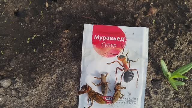 МЕДВЕДКА
