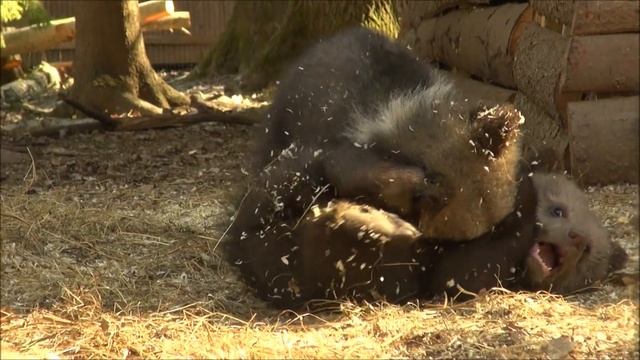 ЦЕНТР СПАСЕНИЯ МЕДВЕЖАТ-СИРОТ (ORPHAN BEAR RESCUE CENTRE)