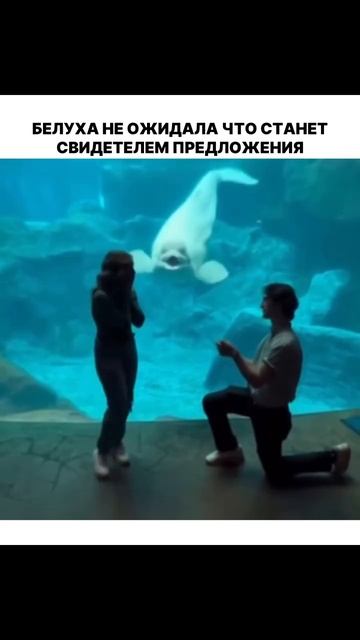 Предложение с морским сведетелем