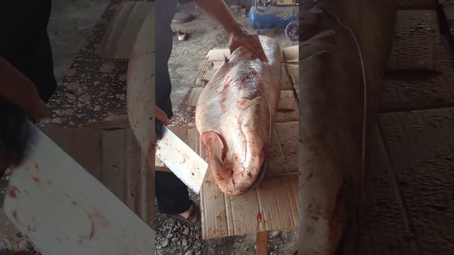 Смотреть всем вы такого еще не видели Алтай коке