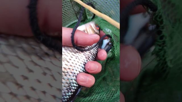 Крупная сорога на маховую удочку.