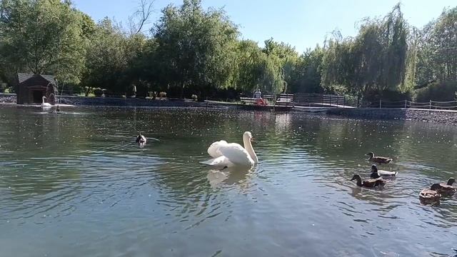 Озеро в пуху🙂